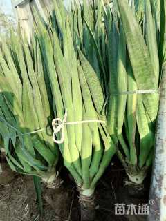 高度50厘米剑麻