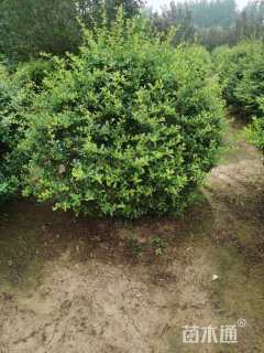 高度120厘米火棘