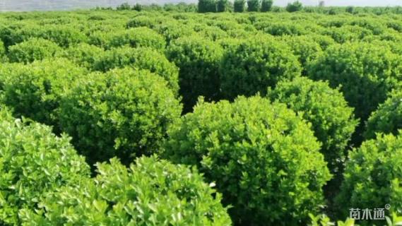 冠幅120厘米卫矛球