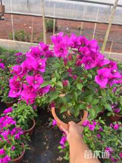 高度40厘米紫花三角梅