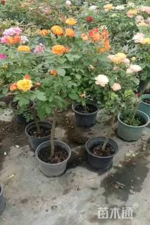 高度70厘米月季