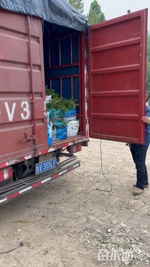 高度36厘米珍珠梅