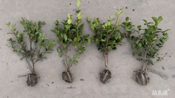 高度35厘米茶梅