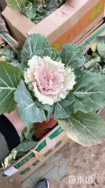 高度30厘米羽衣甘蓝