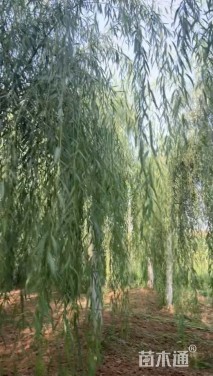 15公分垂柳