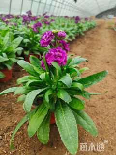 高度20厘米紫罗兰