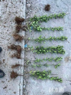 高度40厘米大叶黄杨