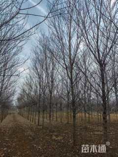 10公分美国红枫