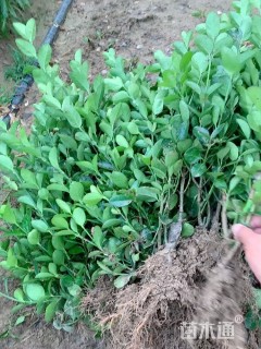 高度40厘米大叶黄杨