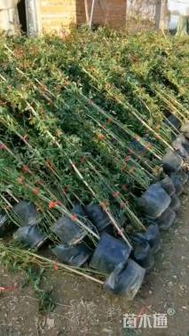 80厘米藤本月季