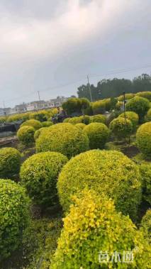 冠幅200厘米金冠女贞球