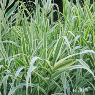 高度30厘米花叶芦苇