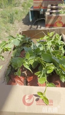 高度40厘米花叶蔓长春
