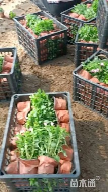 高度20厘米夏堇