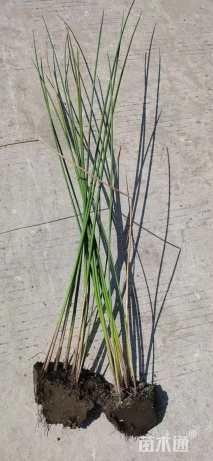 高度25厘米水葱