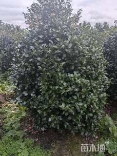 高度120厘米茶花