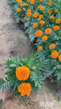 高度20厘米孔雀草