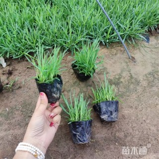 高度12厘米常夏石竹