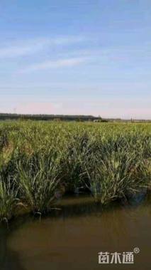 高度30厘米茭笋
