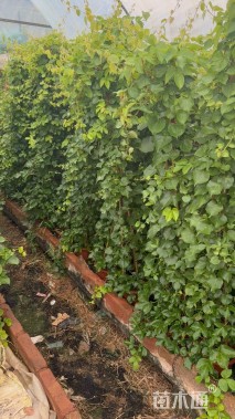 爬山虎
