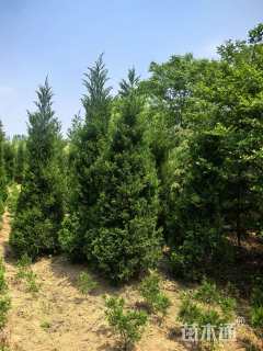 高度300厘米塔柏