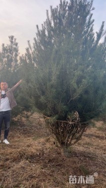 高度350厘米白皮松