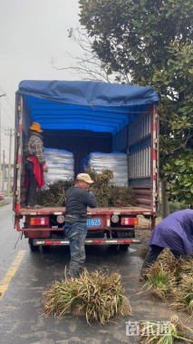 高度20厘米金边阔叶麦冬