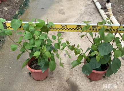 高度60厘米杜鹃