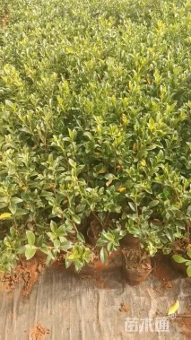 高度30厘米栀子花