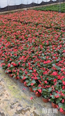 高度25厘米海棠