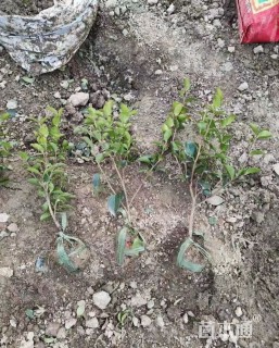 高度30厘米茶梅