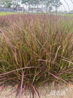高度40厘米紫叶狼尾草