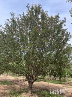 23公分绚丽海棠