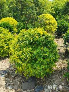 冠幅45厘米金边假连翘球