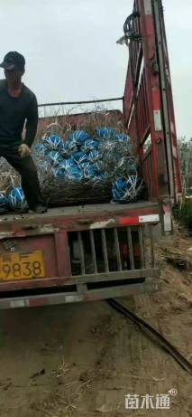 高度120厘米大叶紫丁香