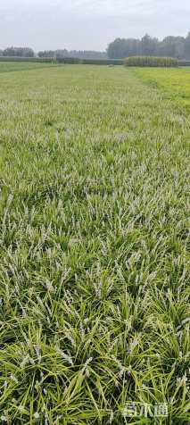 高度20厘米麦冬