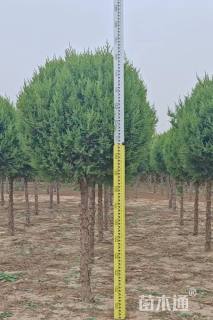 高度1.8厘米塔桧球