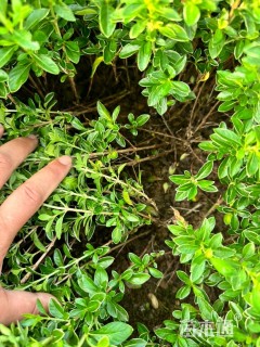 高度30厘米六月雪小苗