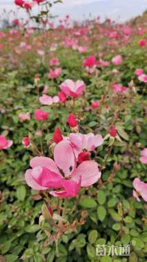 高度50厘米丰花月季