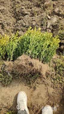 高度40厘米瓜子黄杨