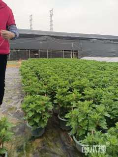 高度30厘米菊花