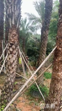 裸干高200厘米银海枣