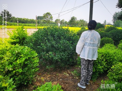 冠幅100厘米胶东卫矛球