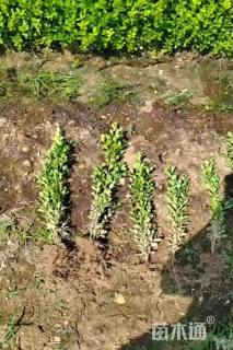 高度30厘米瓜子黄杨小苗