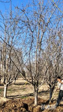 10公分西府海棠