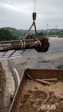 裸干高600厘米铁树