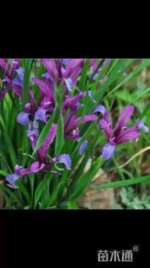 高度60厘米马莲