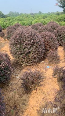 冠幅150厘米红花继木球