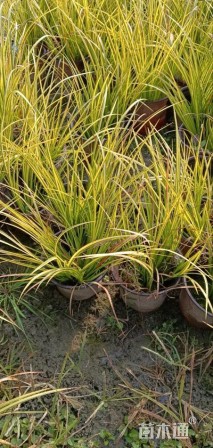 高度25厘米金叶石菖蒲