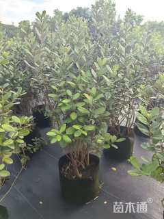 高度100厘米菲油果